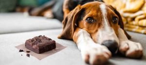 CBD Treats With Benefits To Keep One’s Dog Happy And Fit