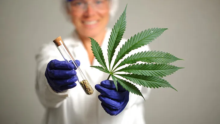 medical cannabis doctors