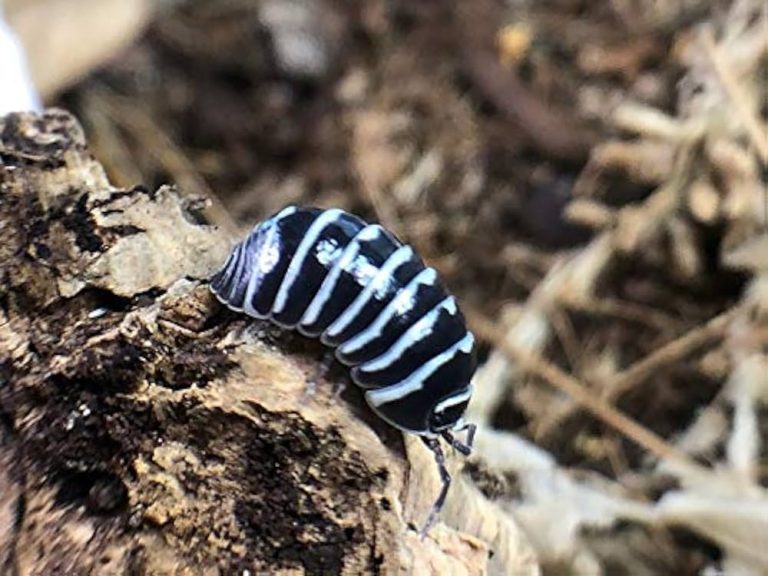 Identify Suitable Millipedes For Sale For Home Habitat Projects