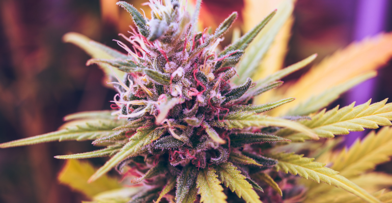How Potency Numbers Can Differ Between THCA And THC Flower