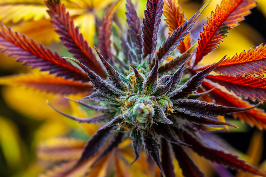 thca flower explained
